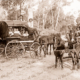 Drays at Badger Creek, Victoria. Horses. c1910