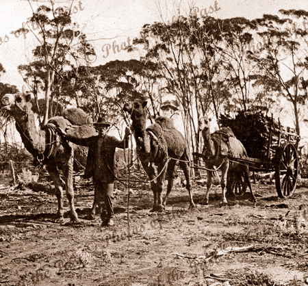 Team of three camels pulling wagon load of sandalwood. c1930