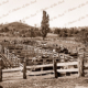 Horse sale yards near Alexandra, Victoria. 1920