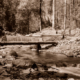 Weir across Badger Creek, Victoria c1910s