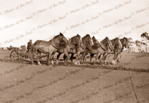 8 horse team pulling plough, c1940s