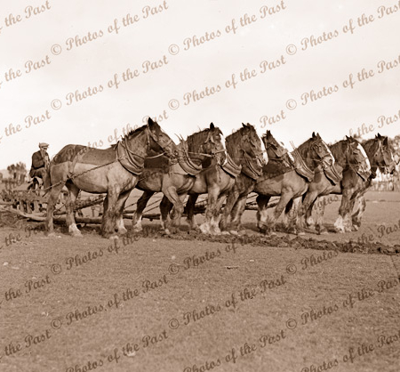 8 horse team pulling plough, c1940s