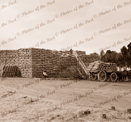 Wheat stacks at Minyip near Ararat, Vic. c1950