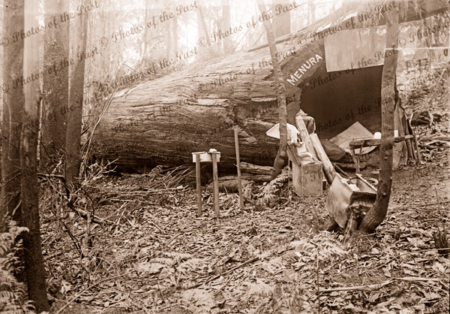 Home sweet home in a hollow log with name 'Manura' Victoria, c1934