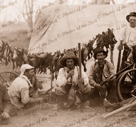 Duck shooters' camp with ducks they shot, Victoria, c1910