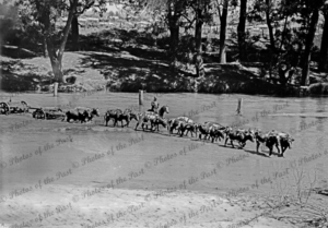 Bullock team hauling unladen jinker across a river, Victoria, c1938