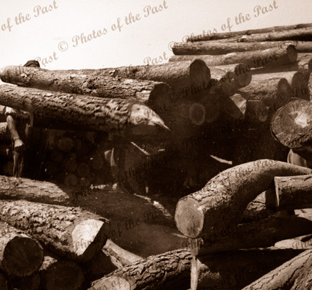 Unloading logs at Dick Garrett's Sawmill Second Valley, South Australia, 1954