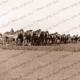 Horse plough teams in paddock. Victoria, c1940s
