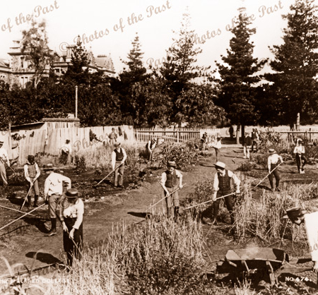 Prince Alfred College students tending gardens. SA. c1893