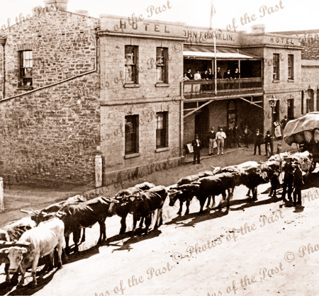 Bullock team at Sir John Franklin Hotel, Main Street, Kapunda South Australia. 1890s. Cattle. Animals.