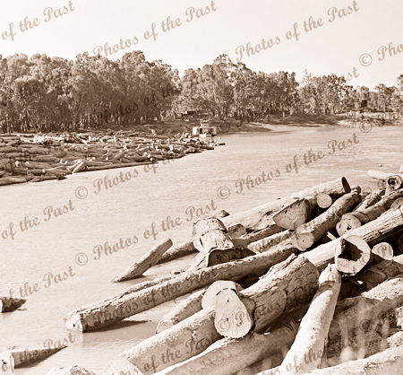 Logs in river at Moama Timber Mill, NSW. PS ADELAIDE at river bank. c1910s. paddle steamer. New South Wales.