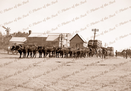 Bullock team carting wheat at Sheep Hills, Vic. Victoria. c1940s