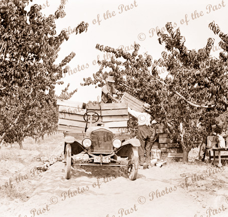 Loading boxes of peaches onto buckboard utility in an orchard. c1930s. Car