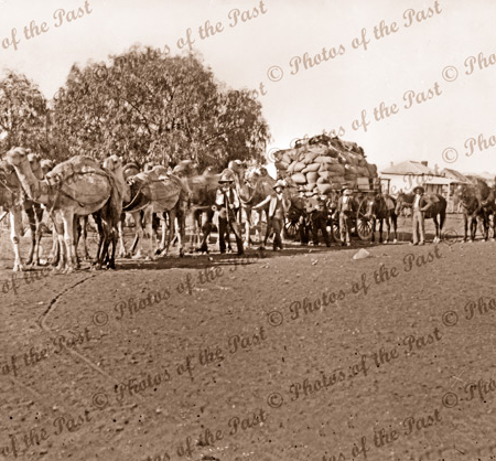 Camel team with wagon load of wheat? White Cliffs, NSW. New South Wales. 1907