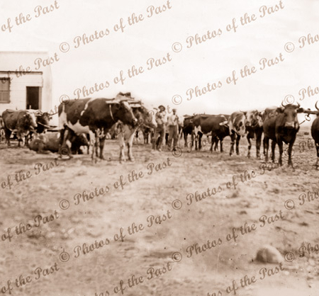 Bullock team moving half house to 'Bunker (later Gemudee) 12 miles out from White Cliffs, NSW Bullocks are slow and careful. 1908. New South Wales.