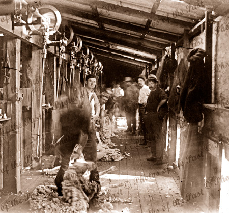 Shearing 'on the boards' Yancannia Station. NSW. Mr Shore Manager. New South Wales. 45 miles NW of White Cliffs. 1903