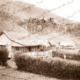 Established buildings & gardens. Mission setting? New Guinea #6. c1950s