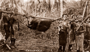 Carrying cassowary on pole. Papua New Guniea. c1916