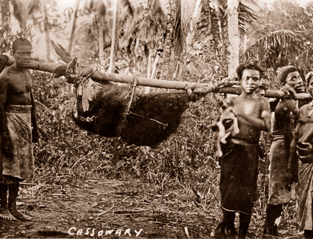 Carrying cassowary on pole. Papua New Guniea. c1916