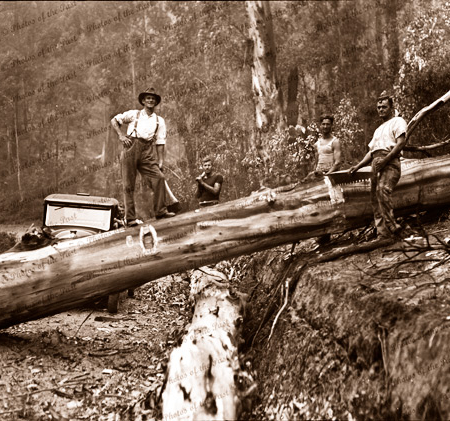 Clearing tree across road during bush fire. Great Ocean Road. Victoria. c1920s
