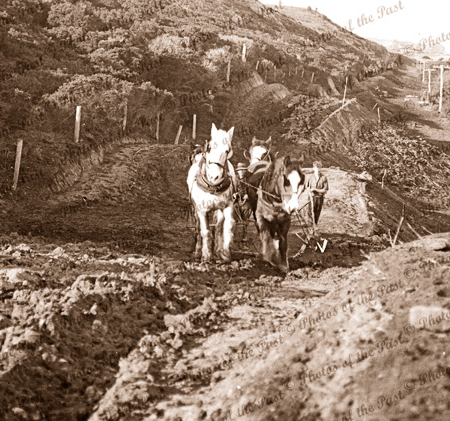 Construction of Great Ocean Road at Eastern View. A four horse team with plough loosens the track. Vic. c1920s
