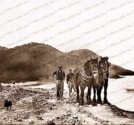Construction of Great Ocean Road. Workers with horse team. Cumberland River? c1920s. Victoria.