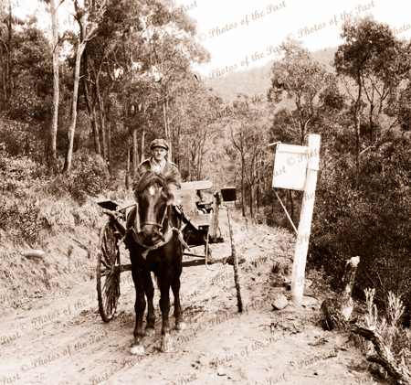 Horse, cart & driver on track near Iluka Guest House at Big Hill, Great Ocean Road, Vic. c1920s-30s