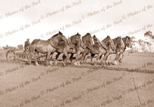 8 horse team ploughing field. 1930s