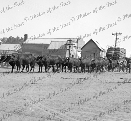 Bullock team carting dray load of firewood., Gippsland area Victoria. 1881