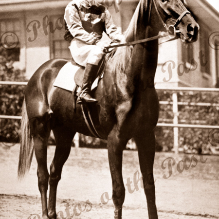 'Peter Pan' winner of Melbourne Cup, 1932 & 1934, c1934. horse racing