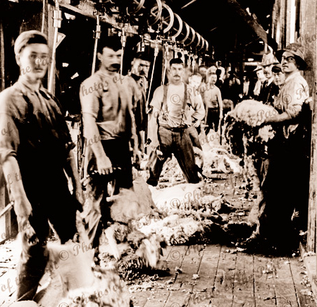 Shearing at Lake Victoria Station, NSW. c1905