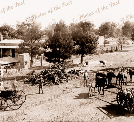Seppelts Farm, Renmark. S.A. 1916, Carriages, carts, horses