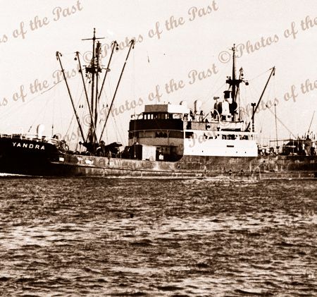 SS YANDRA. Steamship, c1950s