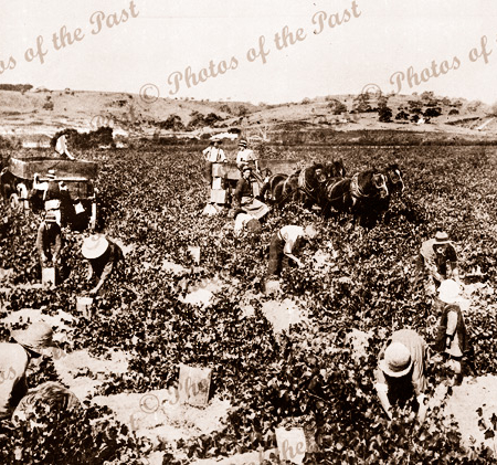 Grape pickers in the Barossa Valley, S.A. 1910. In the vineyard