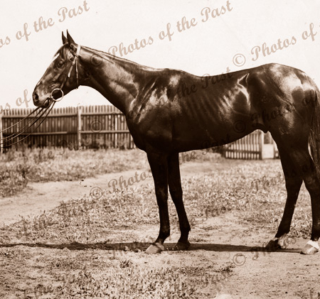 Horse 'Merriwee' winner of Melbourne Cup, 1899