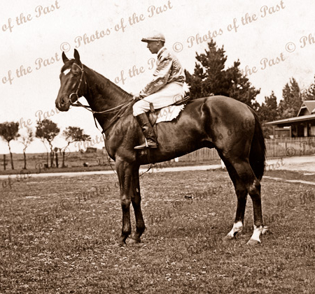 Horse 'Poseidon' winner of Melbourne Cup, 1906