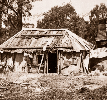 Run-down settler's cottage with swagman outside. 1901.